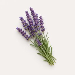 Lavendel
