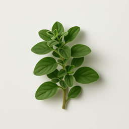 Oregano